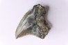 Dent de requin: Hemipristis serra, Mio-Pliocene - province de Quezon, PHILIPPINES