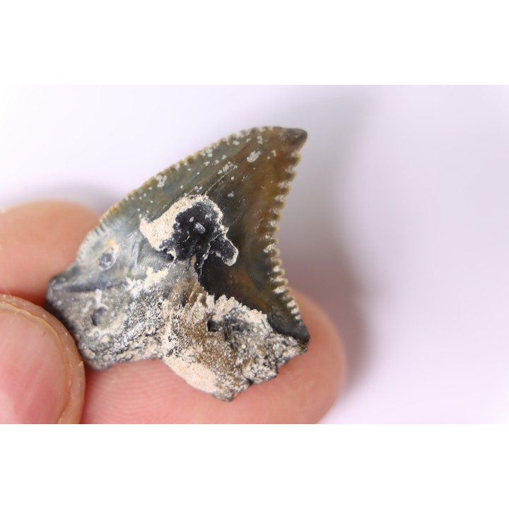 Dent de requin: Hemipristis serra, Mio-Pliocene - province de Quezon, PHILIPPINES