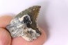 shark teeth: Hemipristis serra - Mio-Pliocene, Quezon province, PHILIPPINES