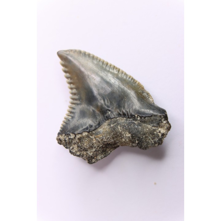 Dent de requin: Hemipristis serra, Mio-Pliocene - province de Quezon, PHILIPPINES