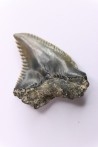 shark teeth: Hemipristis serra - Mio-Pliocene, Quezon province, PHILIPPINES