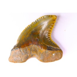 shark teeth: Hemipristis serra - Mio-Pliocene, Quezon province, PHILIPPINES