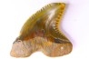 Dent de requin: Hemipristis serra, Mio-Pliocene - province de Quezon, PHILIPPINES