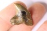 Dent de requin: Hemipristis serra, Mio-Pliocene - province de Quezon, PHILIPPINES