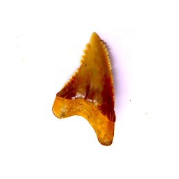 shark teeth: Hemipristis serra - Mio-Pliocene, Quezon province, PHILIPPINES