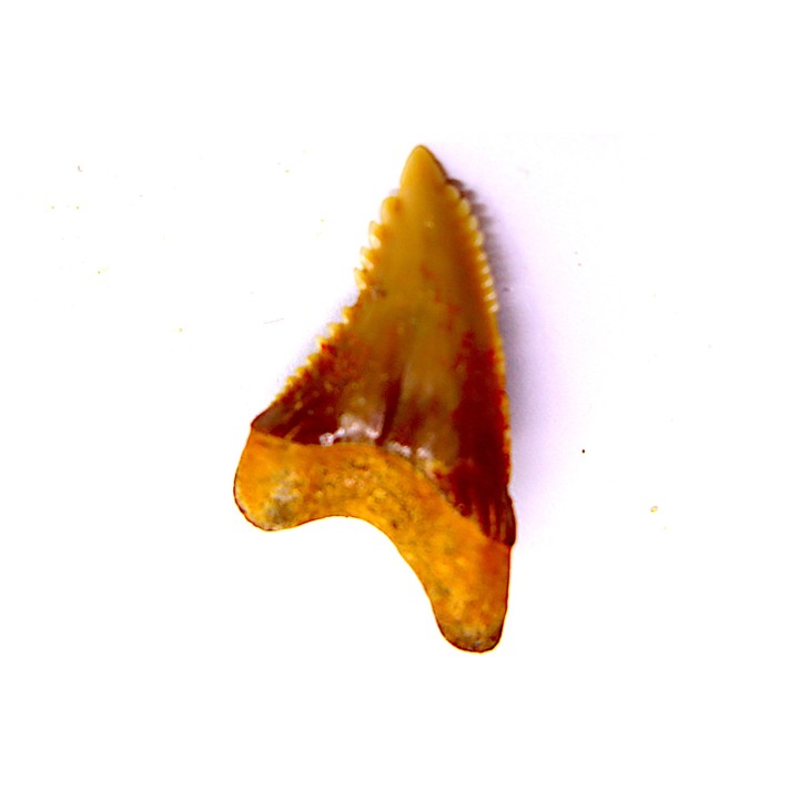 Dent de requin: Hemipristis serra, Mio-Pliocene - province de Quezon, PHILIPPINES