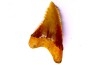 shark teeth: Hemipristis serra - Mio-Pliocene, Quezon province, PHILIPPINES