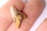 shark teeth: Hemipristis serra - Mio-Pliocene, Quezon province, PHILIPPINES