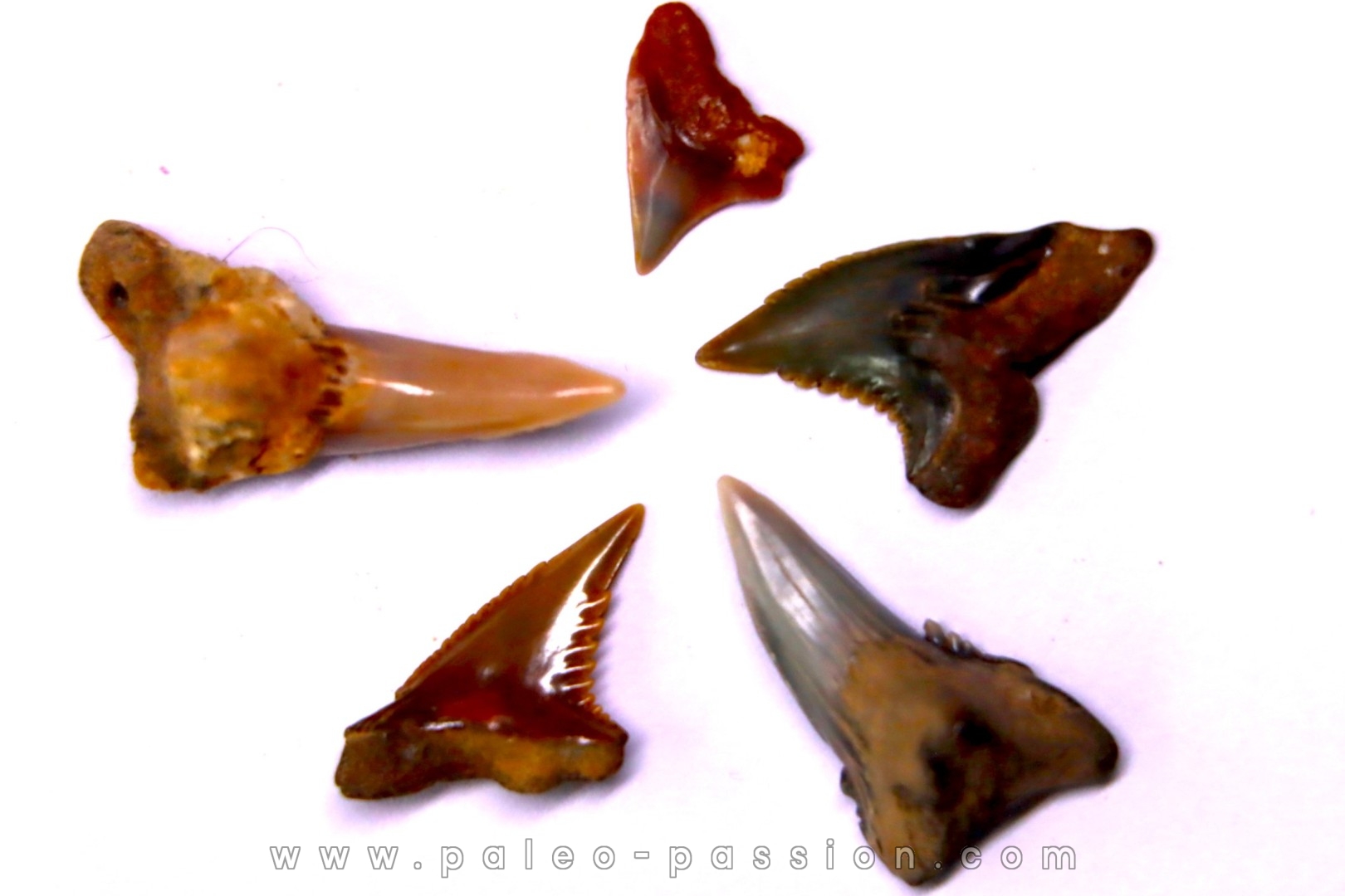Dent de requin: Hemipristis serra, Mio-Pliocene - province de Quezon, PHILIPPINES
