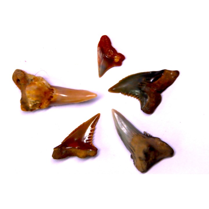 Dent de requin: Hemipristis serra, Mio-Pliocene - province de Quezon, PHILIPPINES