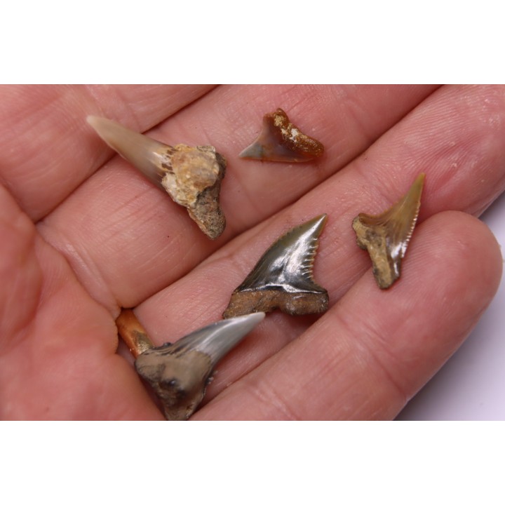 shark teeth: Hemipristis serra - Mio-Pliocene, Quezon province, PHILIPPINES