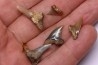 shark teeth: Hemipristis serra - Mio-Pliocene, Quezon province, PHILIPPINES