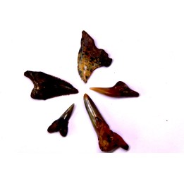 Dent de requin: Hemipristis serra, Mio-Pliocene - province de Quezon, PHILIPPINES