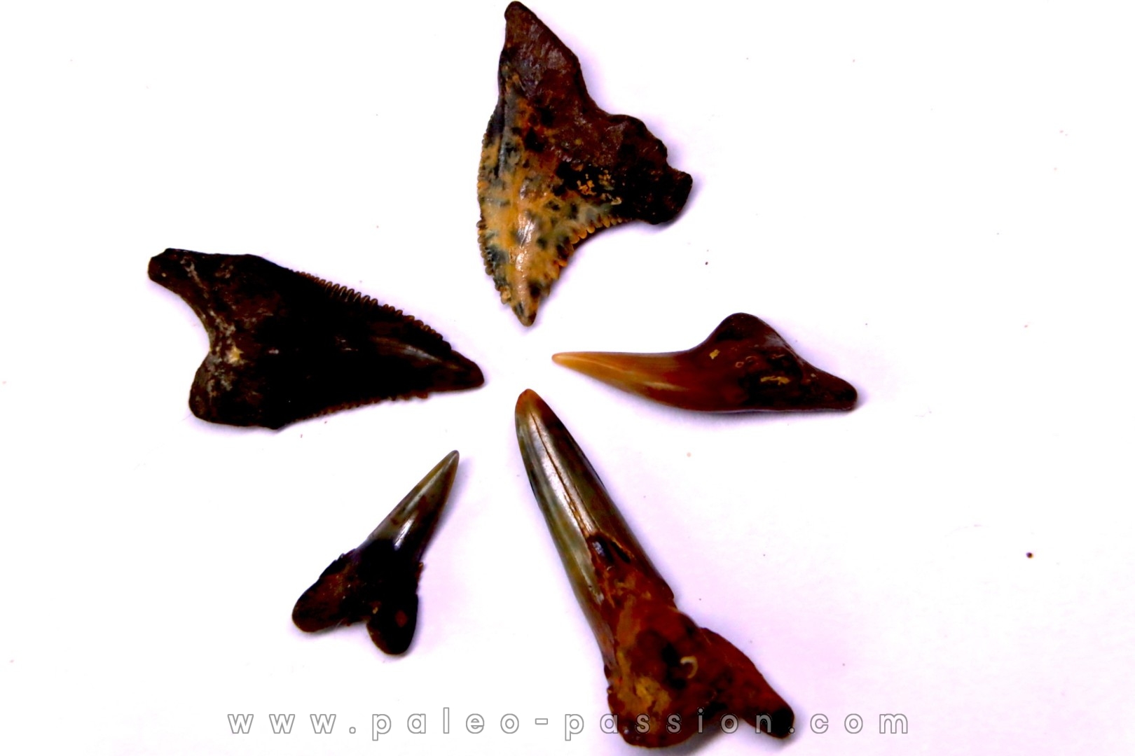 Dent de requin: Hemipristis serra, Mio-Pliocene - province de Quezon, PHILIPPINES