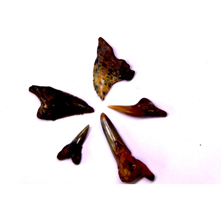 Dent de requin: Hemipristis serra, Mio-Pliocene - province de Quezon, PHILIPPINES
