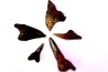 shark teeth: Hemipristis serra - Mio-Pliocene, Quezon province, PHILIPPINES
