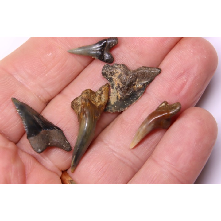 shark teeth: Hemipristis serra - Mio-Pliocene, Quezon province, PHILIPPINES
