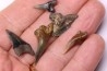 Dent de requin: Hemipristis serra, Mio-Pliocene - province de Quezon, PHILIPPINES