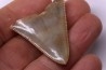 Dent fossile du GRAND REQUIN BLANC Carcharodon carcharias - Mio-Pliocene - province de Quezon, PHILIPPINES