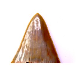 shark teeth: Carcharodon carcharias - Mio-Pliocene, Quezon province, PHILIPPINES