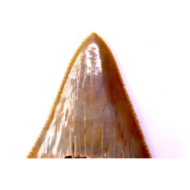 shark teeth: Carcharodon carcharias - Mio-Pliocene, Quezon province, PHILIPPINES