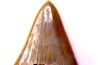 shark teeth: Carcharodon carcharias - Mio-Pliocene, Quezon province, PHILIPPINES