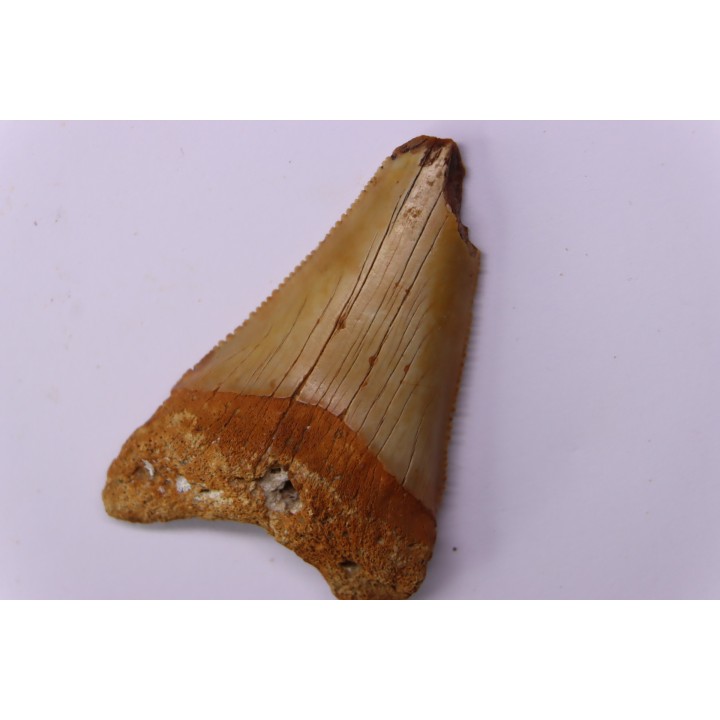 Dent fossile du GRAND REQUIN BLANC  Carcharodon carcharias -  Mio-Pliocene - province de Quezon, PHILIPPINES