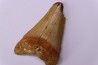 shark teeth: Carcharodon carcharias - Mio-Pliocene, Quezon province, PHILIPPINES