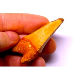 shark teeth: Carcharodon carcharias - Mio-Pliocene, Quezon province, PHILIPPINES