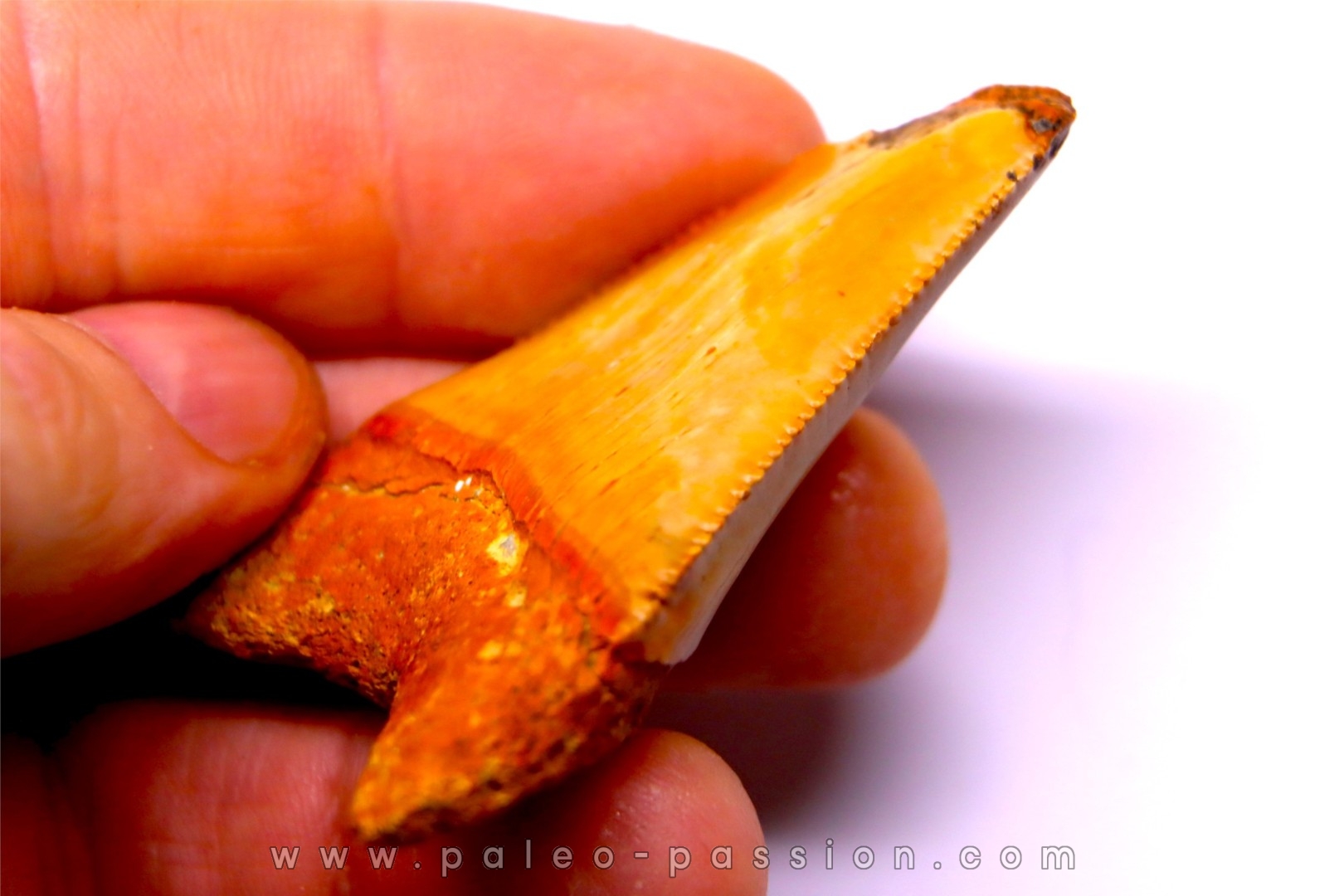 shark teeth: Carcharodon carcharias - Mio-Pliocene, Quezon province, PHILIPPINES