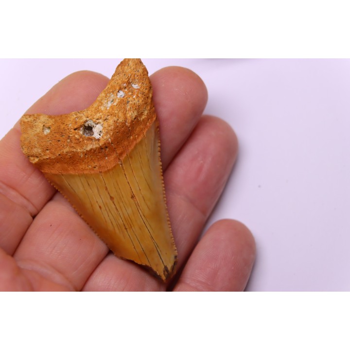 Dent fossile du GRAND REQUIN BLANC  Carcharodon carcharias -  Mio-Pliocene - province de Quezon, PHILIPPINES