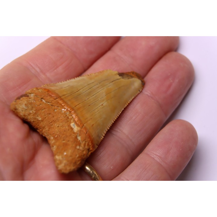 Dent fossile du GRAND REQUIN BLANC  Carcharodon carcharias -  Mio-Pliocene - province de Quezon, PHILIPPINES