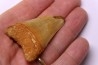 shark teeth: Carcharodon carcharias - Mio-Pliocene, Quezon province, PHILIPPINES