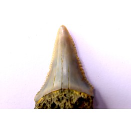 shark teeth: Carcharodon carcharias - Mio-Pliocene, Quezon province, PHILIPPINES