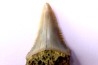 shark teeth: Carcharodon carcharias - Mio-Pliocene, Quezon province, PHILIPPINES