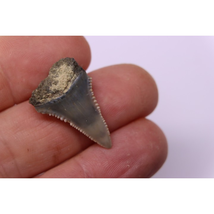 Dent fossile du GRAND REQUIN BLANC  Carcharodon carcharias -  Mio-Pliocene - province de Quezon, PHILIPPINES