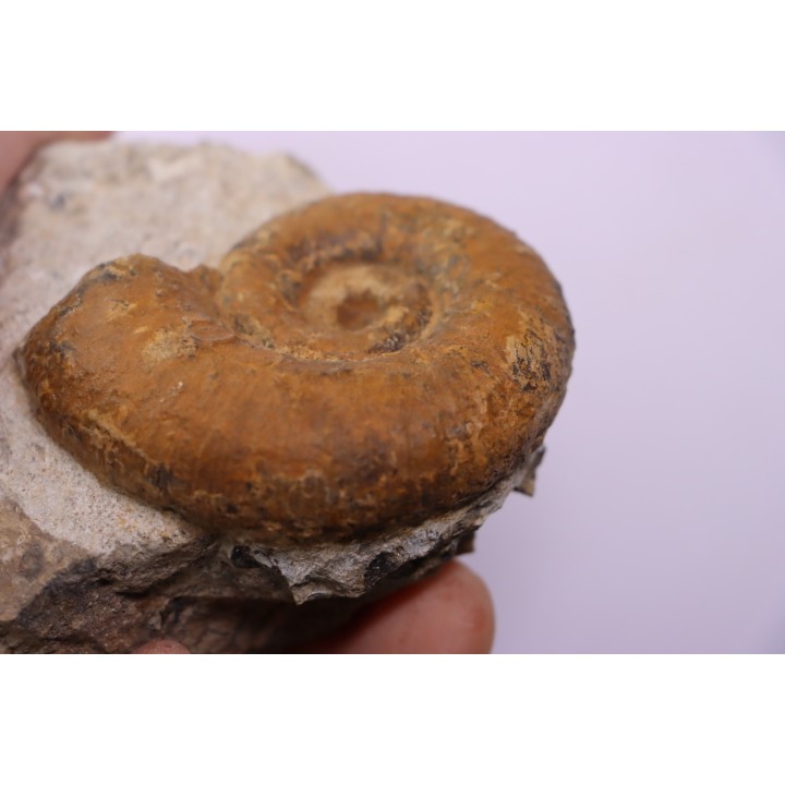 Lytoceras fimbriatum - Carixien - Ennery (57) FRANCE