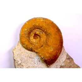 Lytoceras fimbriatum - Carixien - Ennery (57) FRANCE