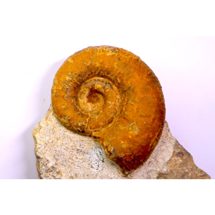 Lytoceras fimbriatum - Carixien - Ennery (57) FRANCE