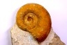 Lytoceras fimbriatum - Carixien - Ennery (57) FRANCE