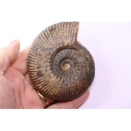 Hammatoceras Speciosum - Toarcien - Roanne - FRANCE
