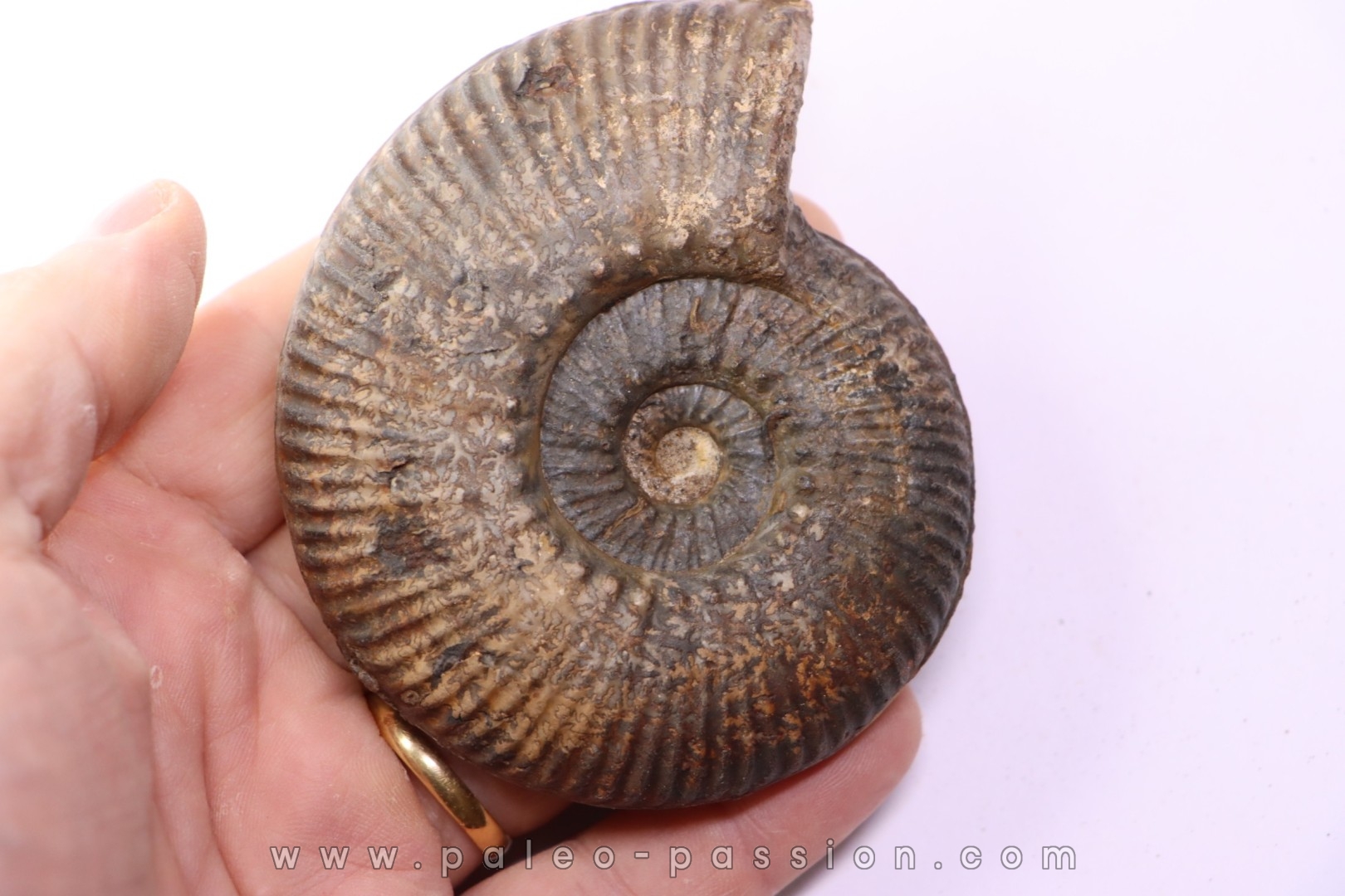 Hammatoceras Speciosum - Toarcien - Roanne - FRANCE