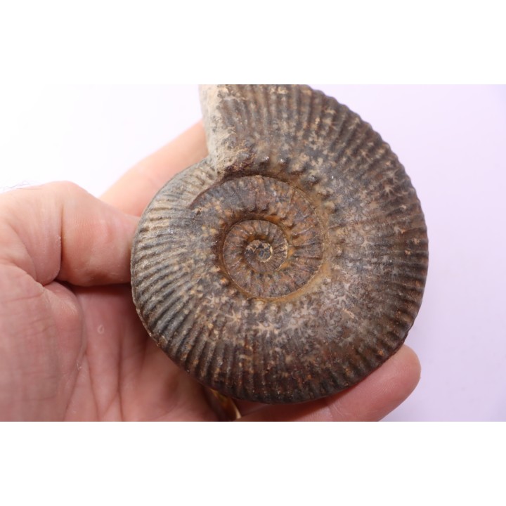 Hammatoceras Speciosum - Toarcien - Roanne - FRANCE
