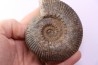 Hammatoceras Speciosum - Toarcien - Roanne - FRANCE
