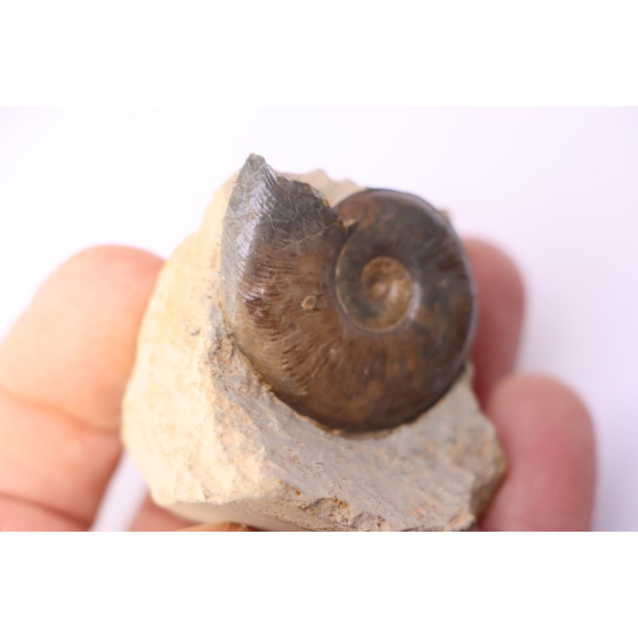 Pleydellia subcompta  (Branco)  Toarcien sup  Brionnais, Saone et Loire, France