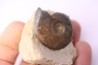 Pleydellia subcompta (Branco) Toarcien sup Brionnais, Saone et Loire, France