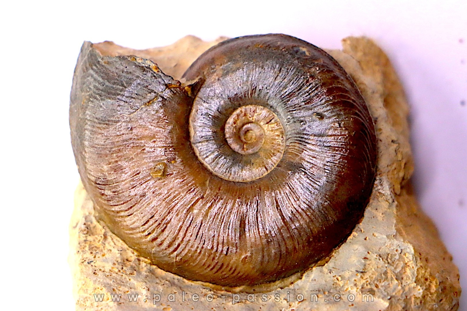 Pleydellia subcompta (Branco) Toarcien sup Brionnais, Saone et Loire, France
