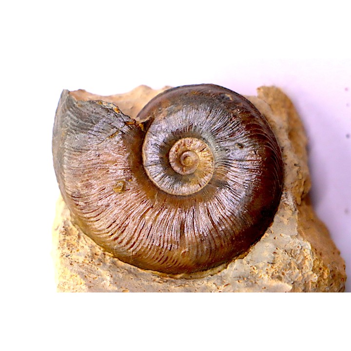 Pleydellia subcompta  (Branco)  Toarcien sup  Brionnais, Saone et Loire, France