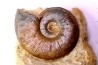 Pleydellia subcompta (Branco) Toarcien sup Brionnais, Saone et Loire, France