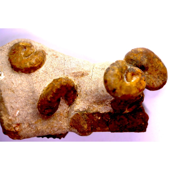 Scaphites reesidei  - Scaphites aquisgranensiformis   - Baculites  campanien Belo sur Tsiribihina, Madagascar